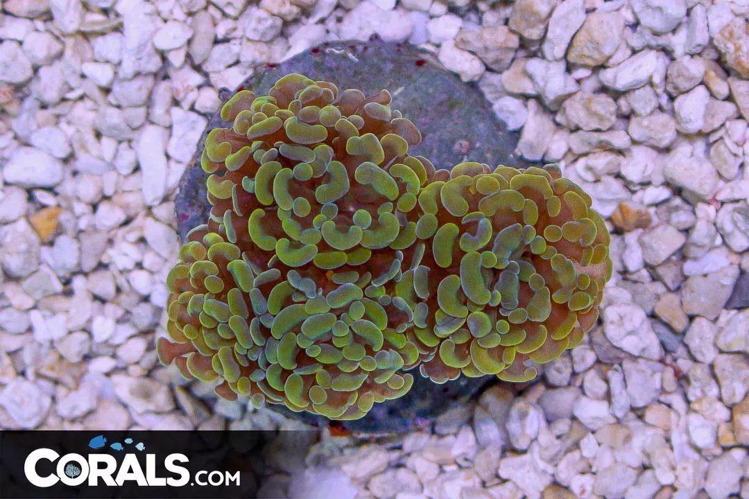 RARE ORANGE Branching Hammer – Indonesia 3 Heads