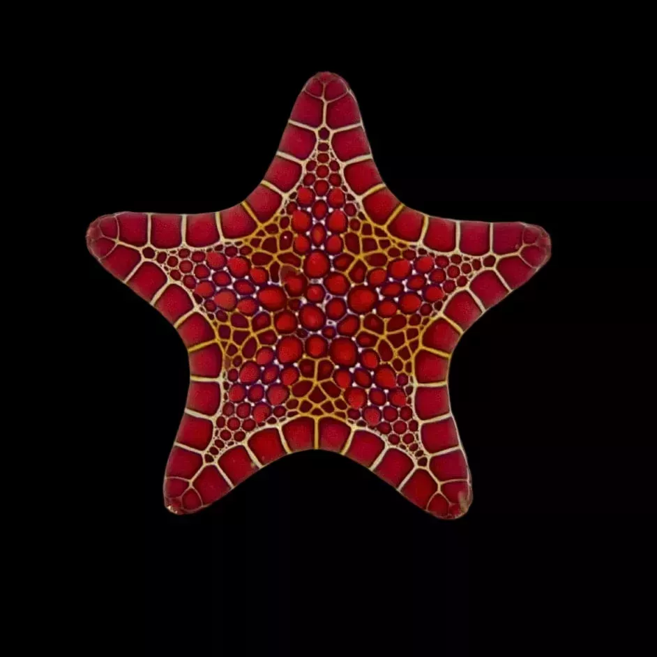 Red Biscuit Starfish