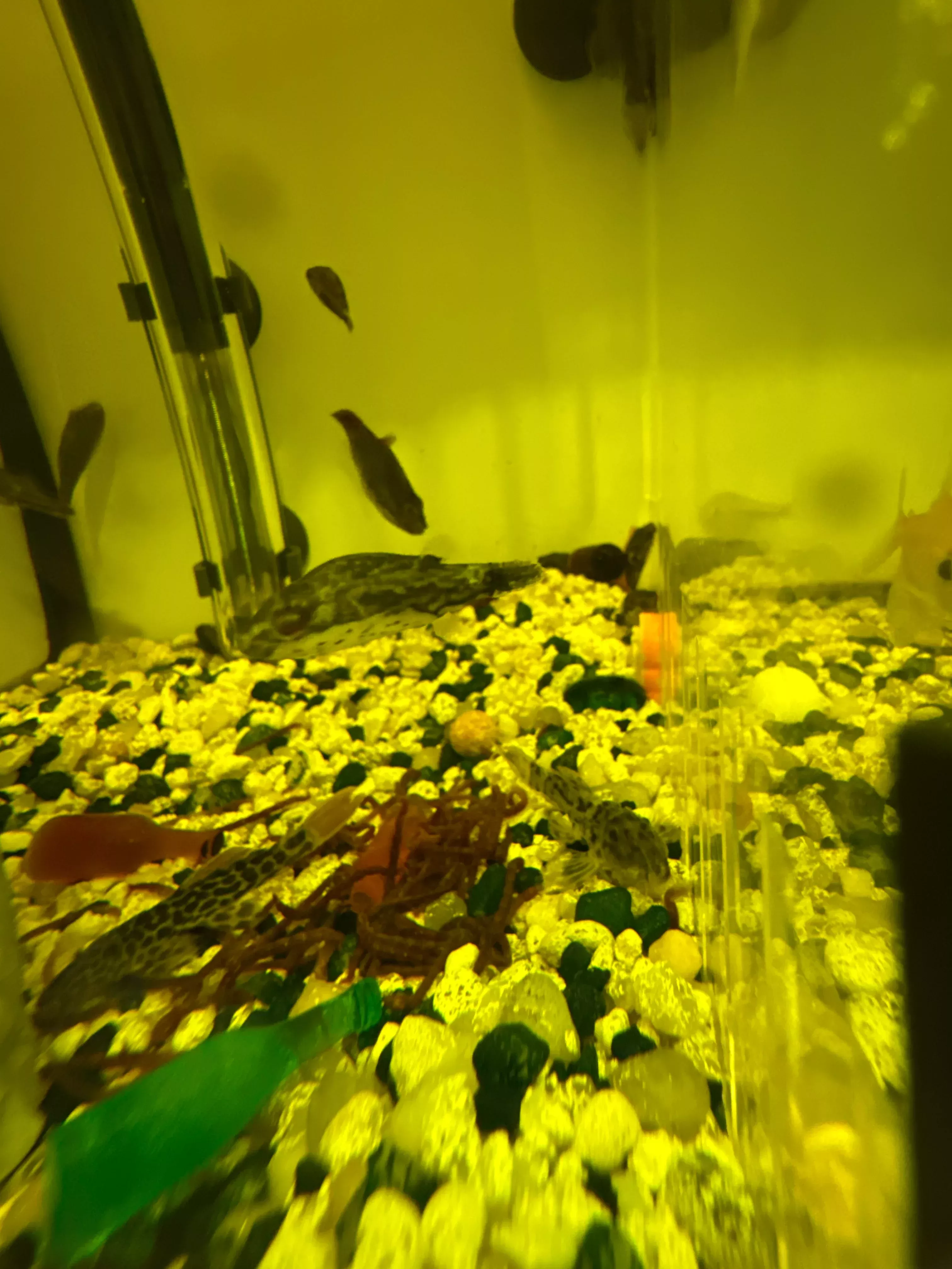 Red-tailed red eye puffer (Carinotetraodon irrubesco)