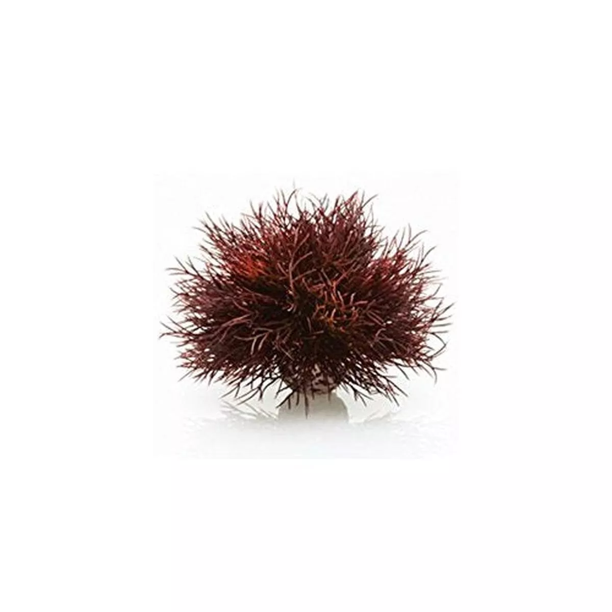 ReefOne BiOrb Sea Lily For Aquarium – Purple
