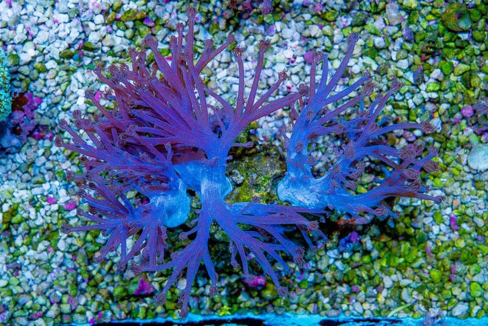 SHOW STARLIGHT CESPITULARIA Colony!