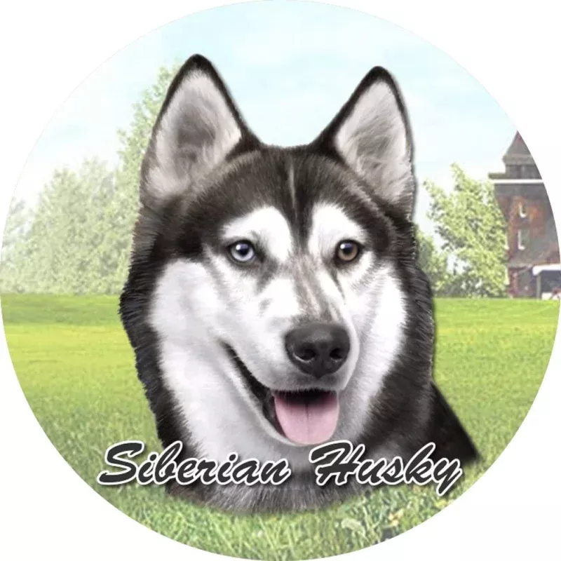 Siberian Husky Car Coaster