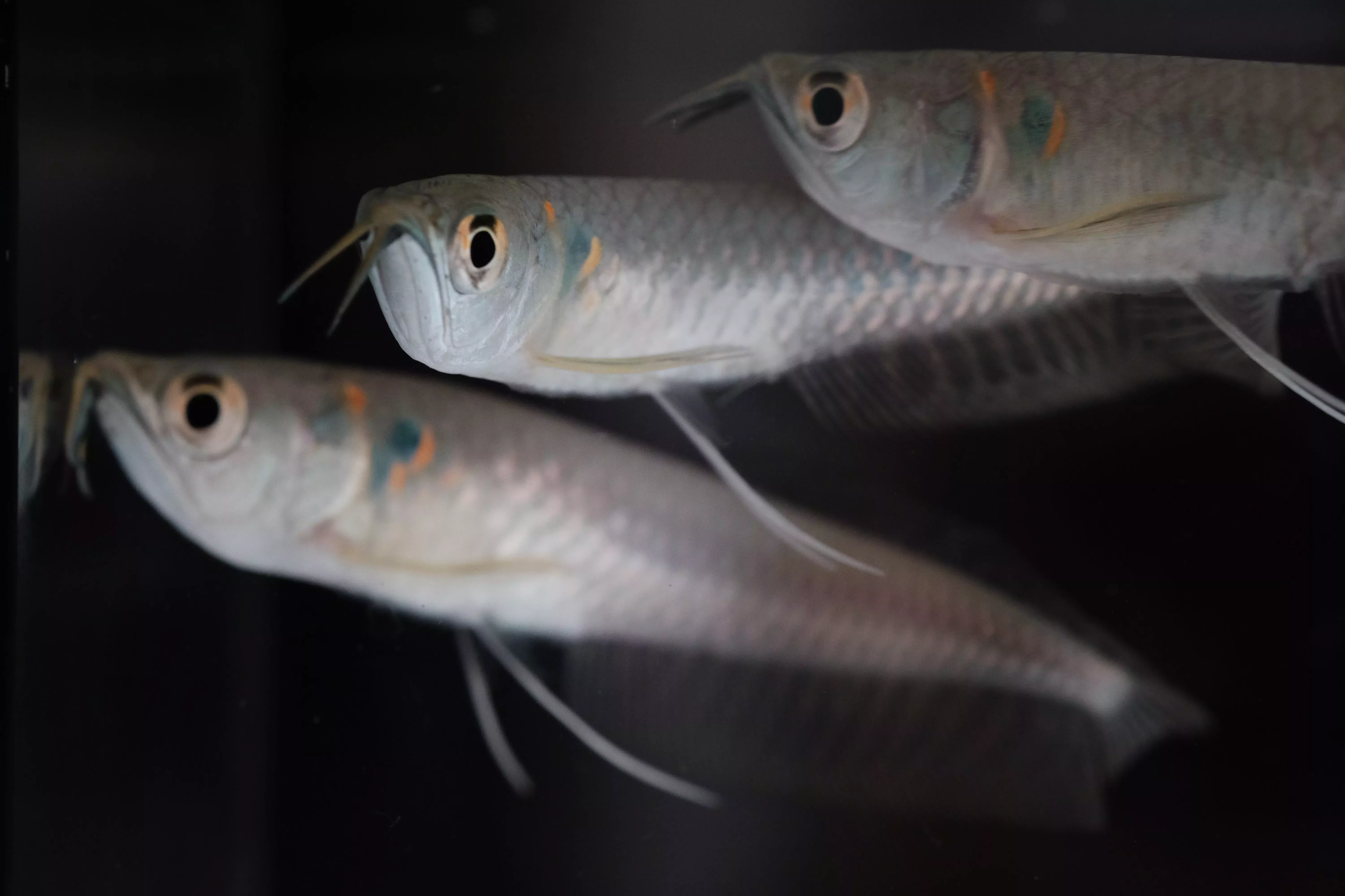 Silver Arowana 3-4″