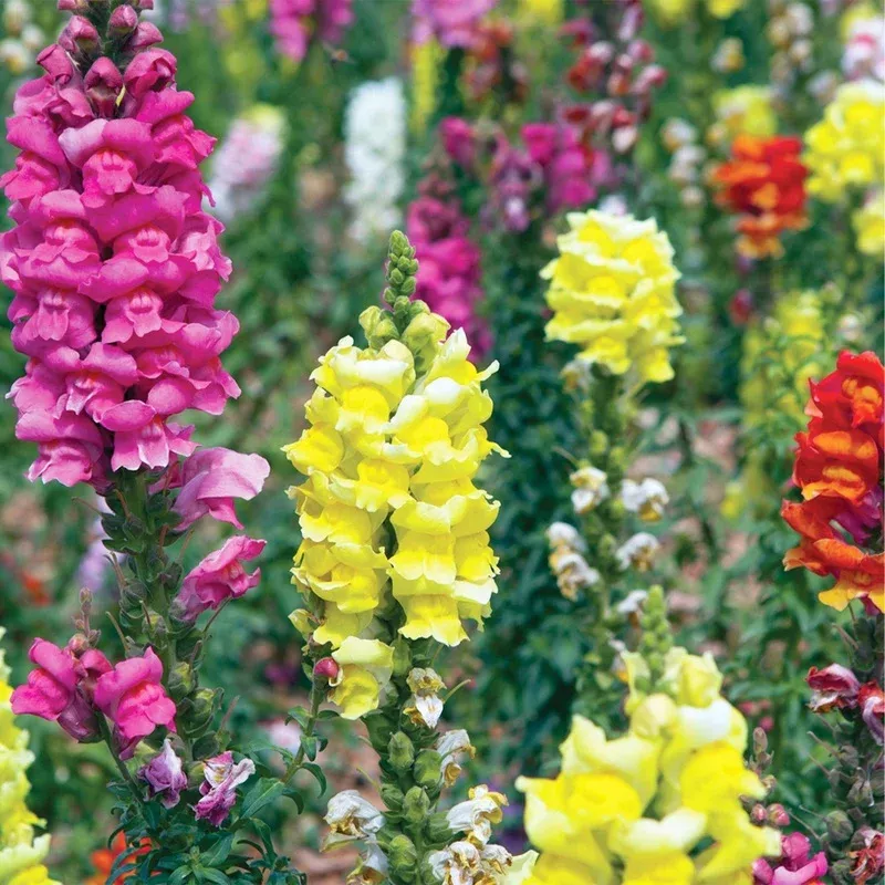 Snapdragon | Best Sellers