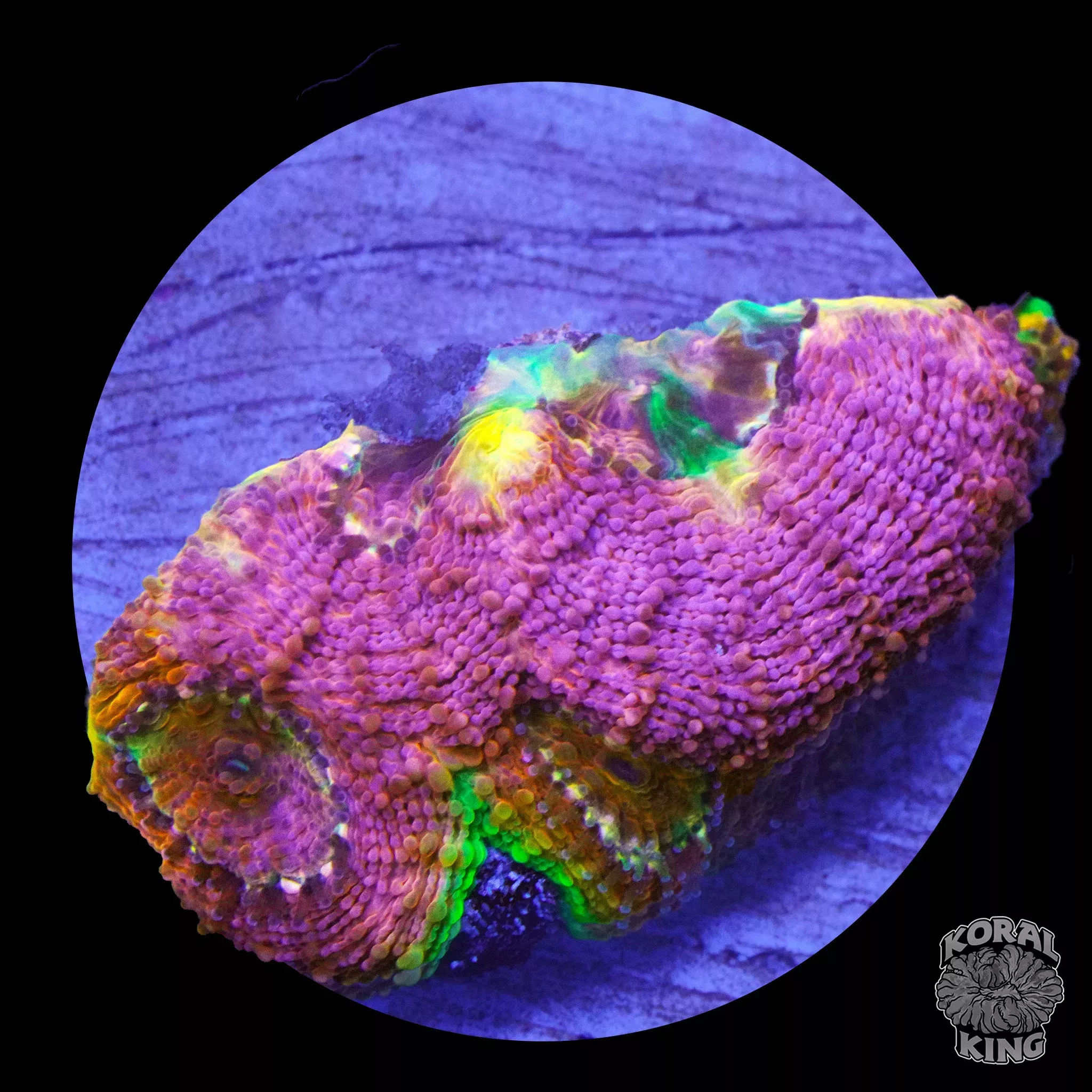 SRC Bubble Yum Echinata Frag