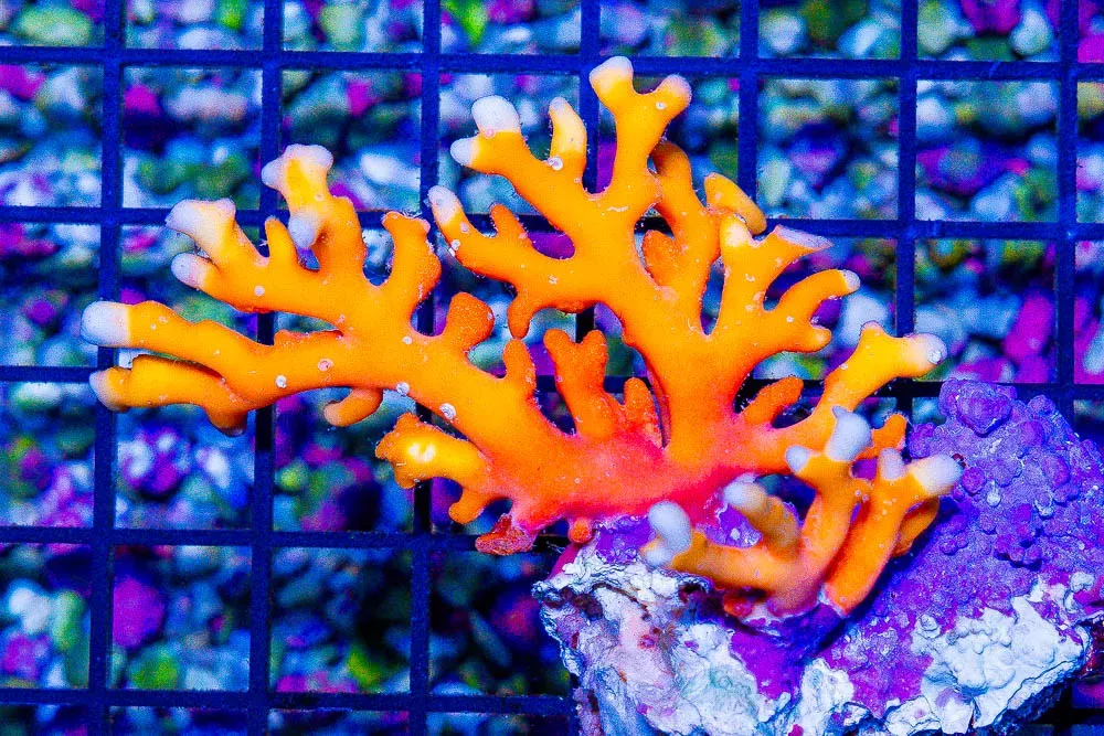 SUNSET Lace Coral – Australia RARE