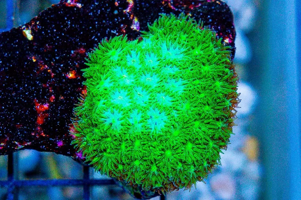 SUPER Green Leptastrea Frag