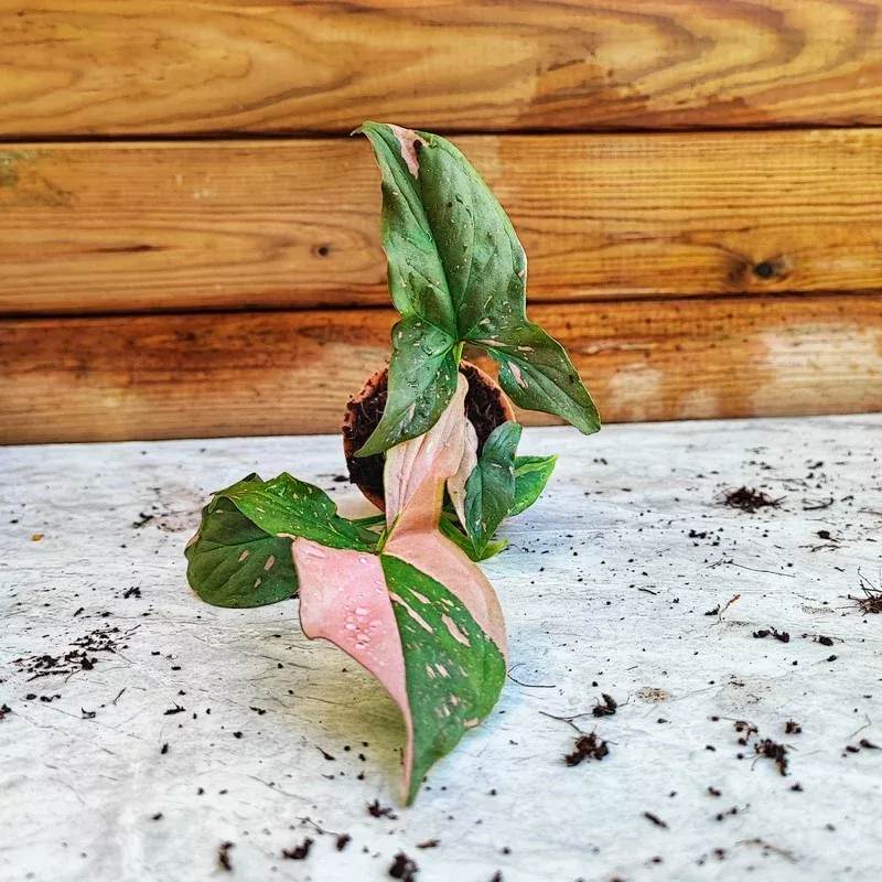 Syngonium Pink Splash | Customer Favorites
