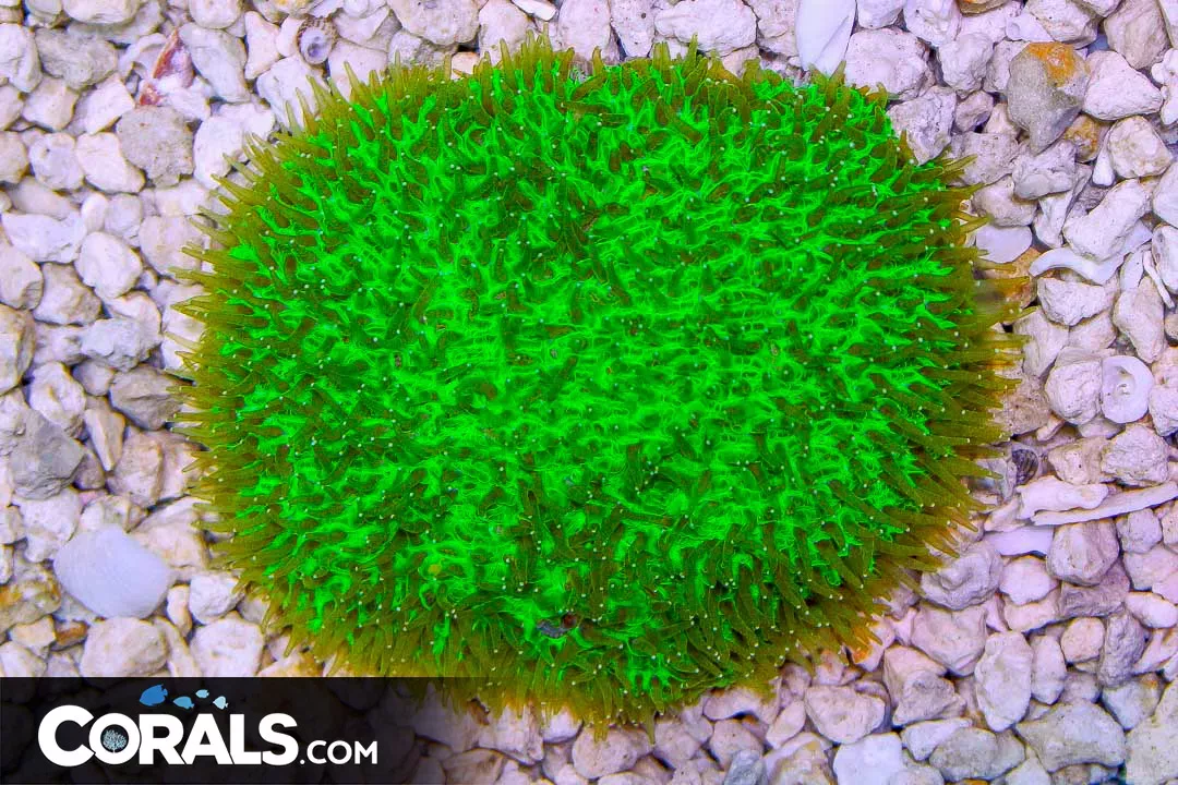 TONGUE Coral – Indonesia