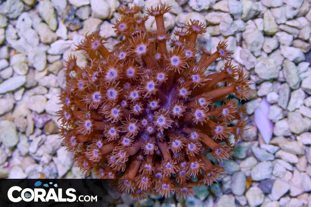UNIQUE PURPLE Goniopora – Australia