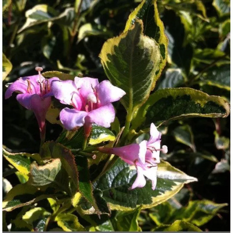 Weigela ‘Variegata’ | Customer Favorites