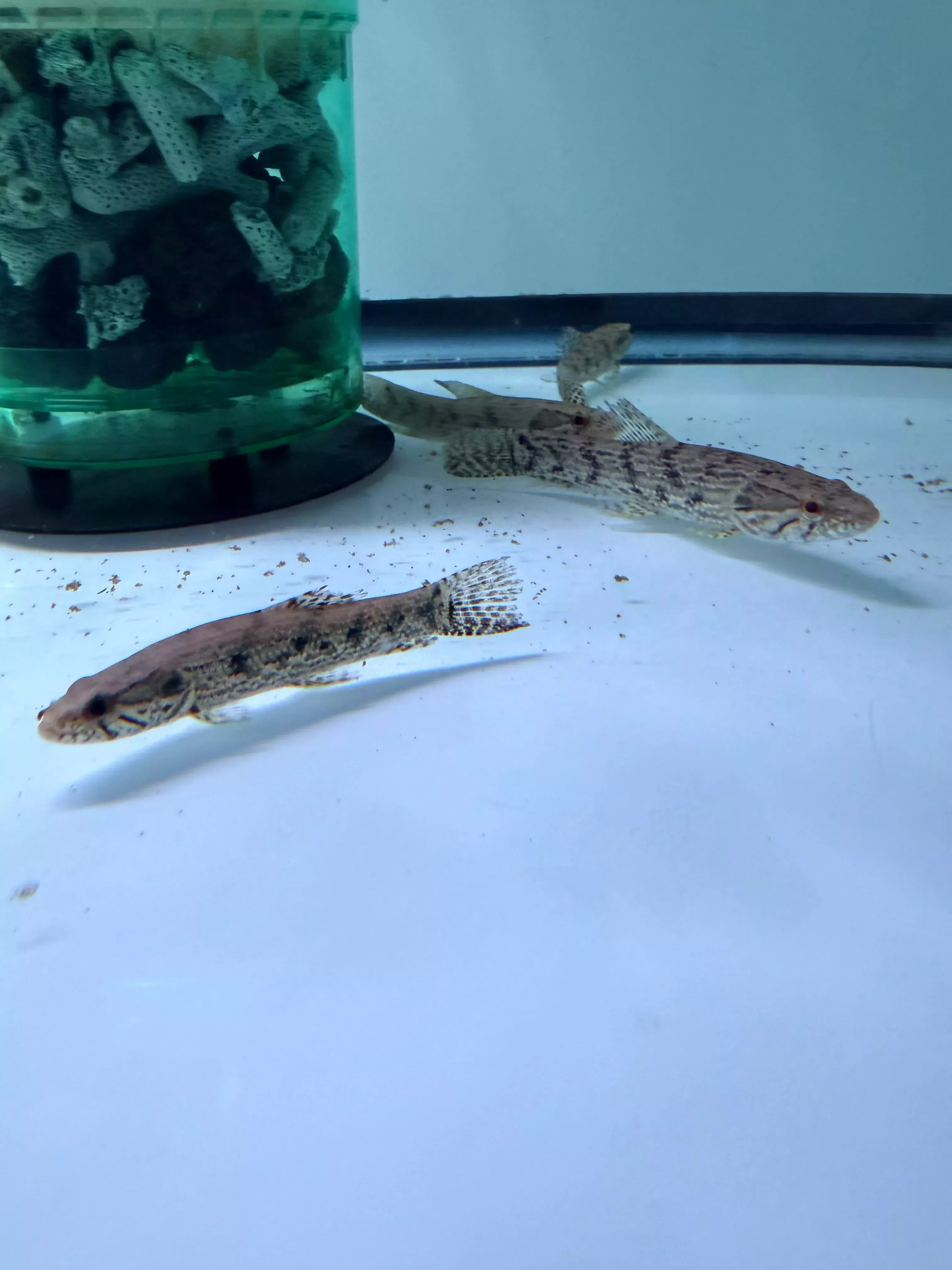 Wolf fish ( Hoplias Malabaricus )