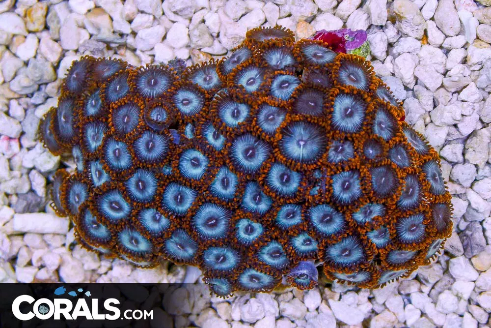 Zoanthid Colony – Indonesia BLUE w/ RED SKIRTS RARE TONS OF POLYPS