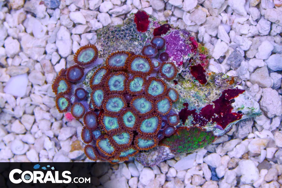 Zoanthid Colony – Indonesia BLUE w/ RED SKIRTS RARE